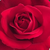 Roșu - Trandafir teahibrid - Mister Lincoln